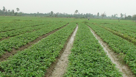 Chuyển đổi từ đất trồng lúa kém hiệu quả sang trồng đậu phụng tại Thăng Bình